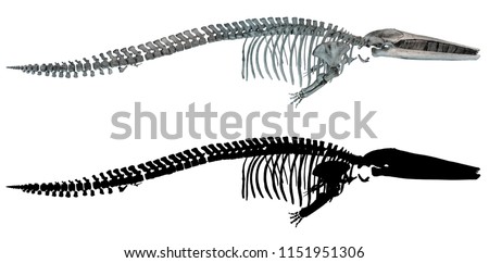 Real whale skeleton isolated on white background with its alpha channel.
