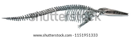 Real whale skeleton isolated on white background.