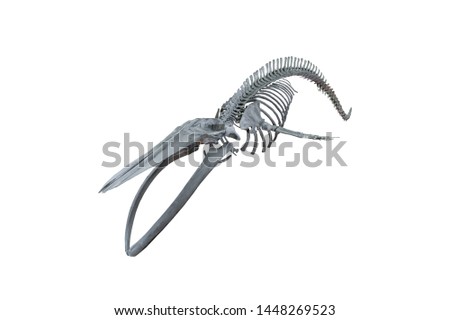 Real whale skeleton isolated on white background.