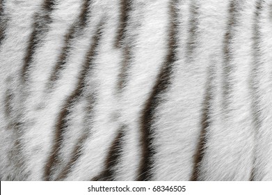 Real White Bengal Tiger Skin