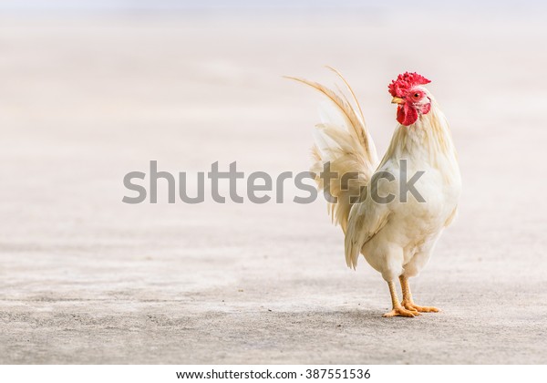 Real White Farming Poultry Chicken on the\
Ground / Hen for Food with Sale or Wholesale / Genetically Modified\
Organism GMOs/Natural Organic\
Feeding