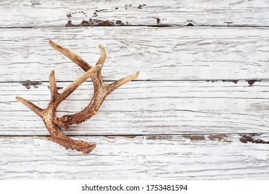 Real white tail deer antlers over a rustic wooden table. These are used by hunters when hunting to rattle in other large bucks. Free space for text. Top view.
