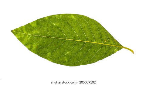 2,439 Elliptical leaves Images, Stock Photos & Vectors | Shutterstock