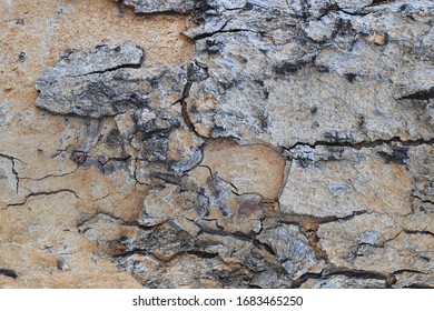 Real Wood Background From Nature, Copper Pod Tree