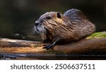 Realistic animals wild life photography, a close-up of a beaver in a lake in Sweden