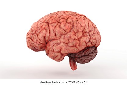 realistic brain on white background with deatalladas veins