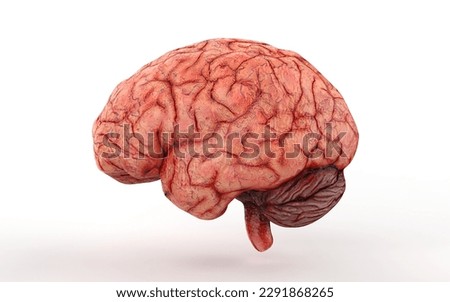realistic brain on white background with deatalladas veins