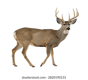 A Realistic Eastern Mule