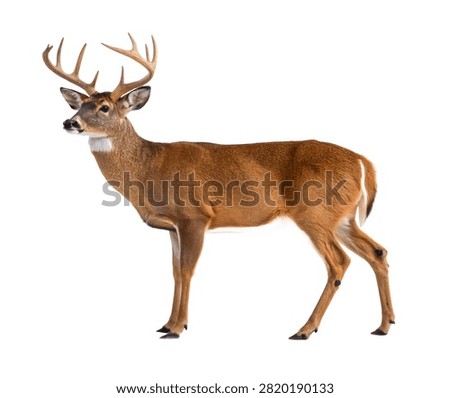 A Realistic Eastern White Tailed Deer Standing Con Isolated On White Background