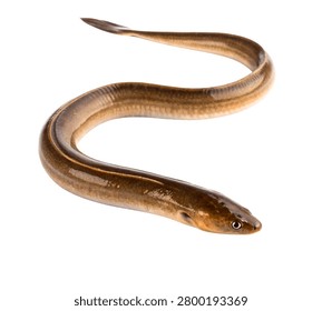 Realistic Eel Fish Twisting Motion Elongated Body Detailed Aquatic Isolated on White Background