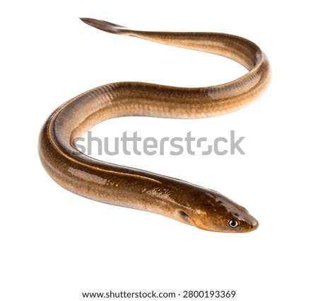 Realistic Eel Fish Twisting Motion Elongated Body Detailed Aquatic Isolated on White Background