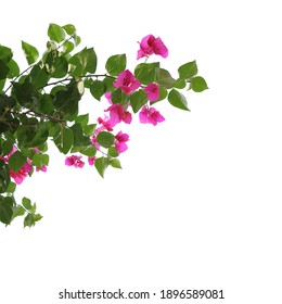 Realistic flowering plants foreground  isolated on white background with clipping path