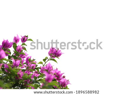 	
Realistic flowering plants foreground  isolated on white background with clipping path