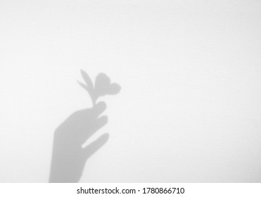 Realistic hand holding organic flower natural shadow overlay effect on white texture background