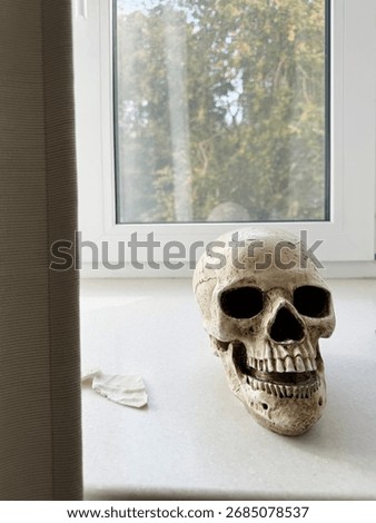 Realistic Human Skull Model from plastic on a window