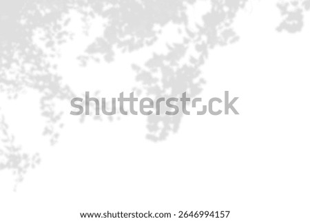 Realistic leaf shadow effect isolated on transparent background. Natural tree branch leaves silhouette decoration. Tropical plant shadow effects. Spring summer mockup design element. PNG
