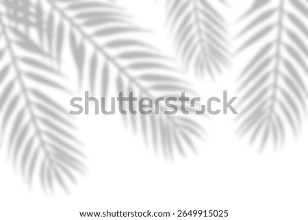 Realistic leaf shadow overlay effect. Natural shadow of blurred leaves on transparent background png file
