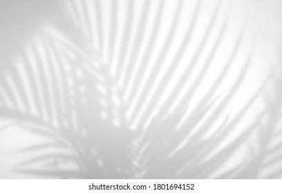 Realistic and organic tropical leaves natural shadow overlay effect on white texture background, for overlay on product presentation, backdrop and mockup