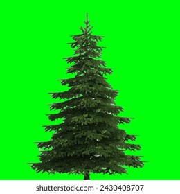 Realistic pine tree png clip ary