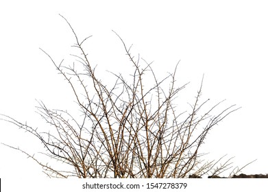 Realistic silhouette of bush with bare branches on white background