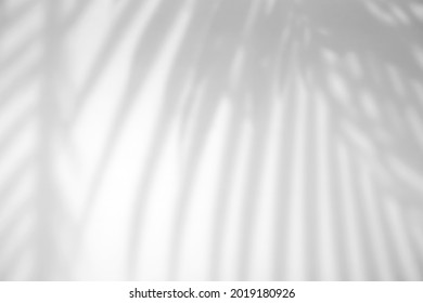 Realistic tropical leaves natural shadow overlay effect on white texture background, for overlay on product presentation, backdrop and mockup