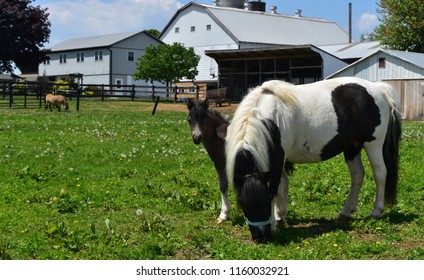 Really Beautiful Mini Horse Family In A Grass Pasture.