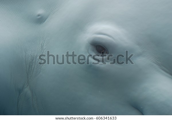 Really Close Look Eye Beluga Whale Animals Wildlife Nature