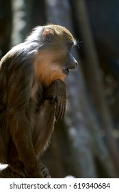 Really Cute Profile Of A Baby Mandrill Monkey.