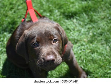 Really Cute Ten Week Old Chocolate Lab Puppy.