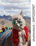 Really fun llamas, disguised with sunglasses on top of Rainbow Mountain (Vinicunca) in Peru