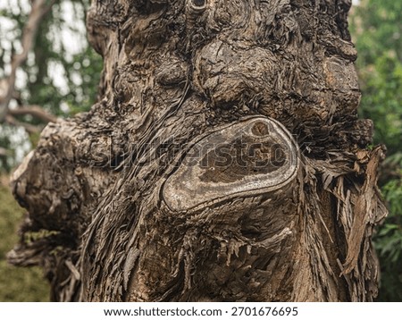 Really Gnarly Ancient Dead Tree Trunk