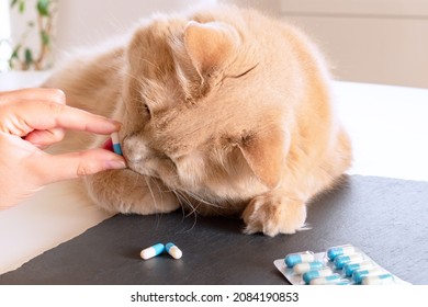 Really Good Cat That Takes A Tablet Directly From The Hand Of Its Owner. Cat Taking A Palatable Tablet. 