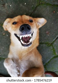 A really happily smiling Dog