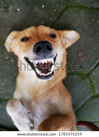 A really happily smiling Dog