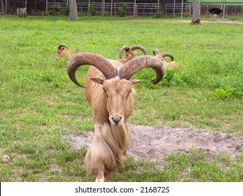 A really intimidating ram.  This mountain goat means business.