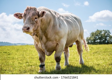 Really powerful Charolais bull - breed. Showing his muscles on sunny day on the field in UK.