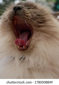 A Really Tired Cat Enjoying The Outdoors