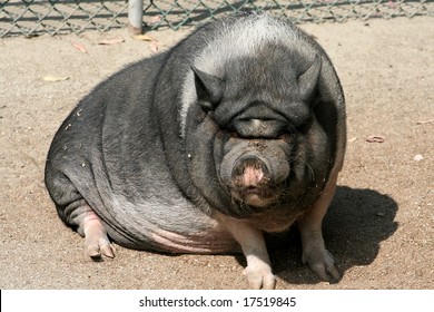 A really ugly pig soaking up some sun.