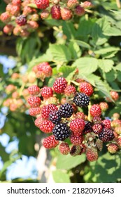 Reap Rasberry Hanging Down. Rasberry Enjoy Summer With Sun And Blue Sky In Background.