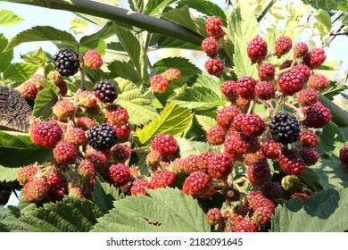 Reap Rasberry Hanging Down. Rasberry Enjoy Summer With Sun And Blue Sky In Background.