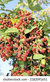 Reap Rasberry Hanging Down. Rasberry Enjoy Summer With Sun And Blue Sky In Background.