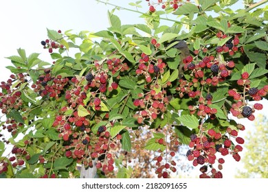 Reap Rasberry Hanging Down. Rasberry Enjoy Summer With Sun And Blue Sky In Background.