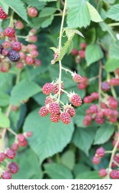 Reap Rasberry Hanging Down. Rasberry Enjoy Summer With Sun And Blue Sky In Background.