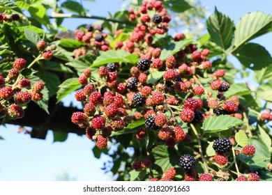 Reap Rasberry Hanging Down. Rasberry Enjoy Summer With Sun And Blue Sky In Background.