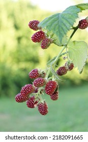 Reap Rasberry Hanging Down. Rasberry Enjoy Summer With Sun And Blue Sky In Background.