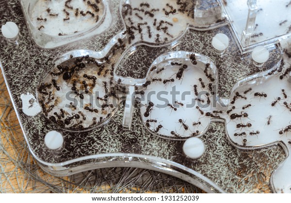 Reaper ant colony in acrylic ant farm. Close-up\
with limited depth of\
field.