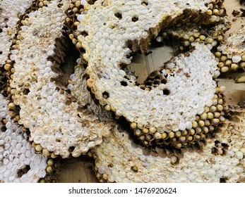 Rear Big Vespa Orientalis Nest Stock Photo 1476920624 | Shutterstock