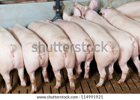 rear buttocks of young Group piglet feeding at breeding pig farm