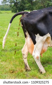 Rear of dutch cow with cow manure in meadow