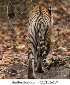 Rear End Of A Bengal Tiger